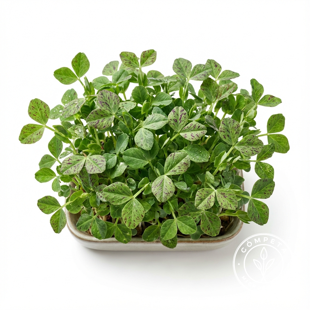 Microgreens Gallery: gen_white_speckled_pea_1765013809546.png