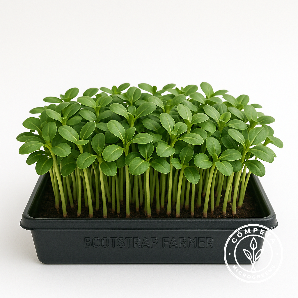 Microgreens Gallery